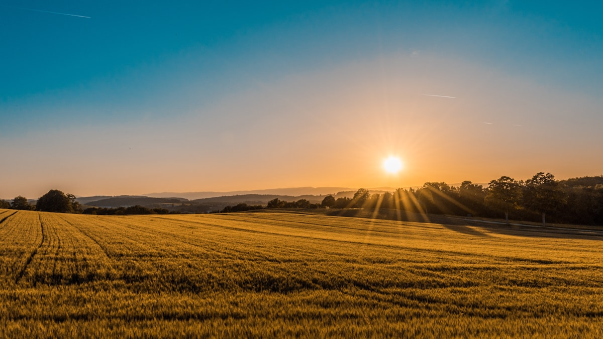 Golden wheat field at sunrise, evoking the harvest of souls